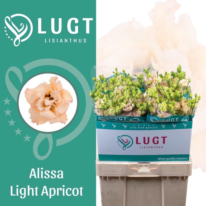 <h4>Lisianthus Alissa Light Apricot</h4>