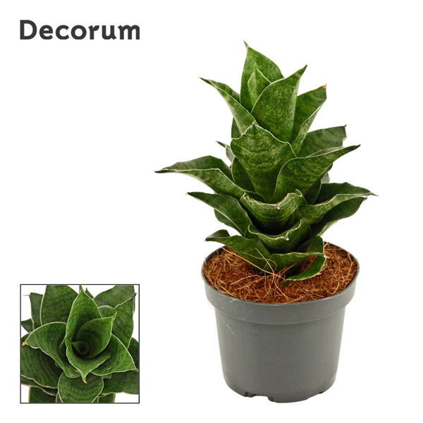 <h4>Sansevieria Mahanakorn 9 cm (Decorum)</h4>