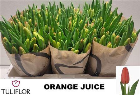 <h4>Tu En Orange Juice</h4>