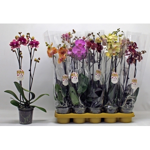 PHAL GEM 10 KL