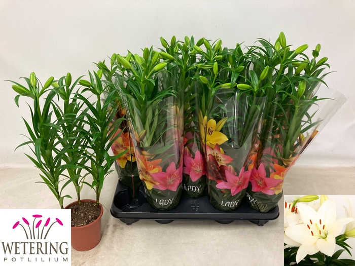 <h4>LIL LA SUMMER SNOW</h4>