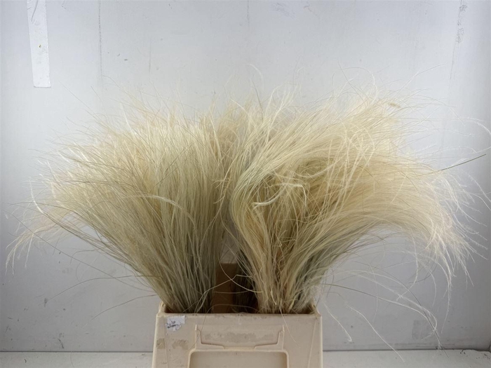 Dried Stypha Penata Natural(10 Toef) Bunch