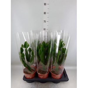 Euphorbia candelabrum