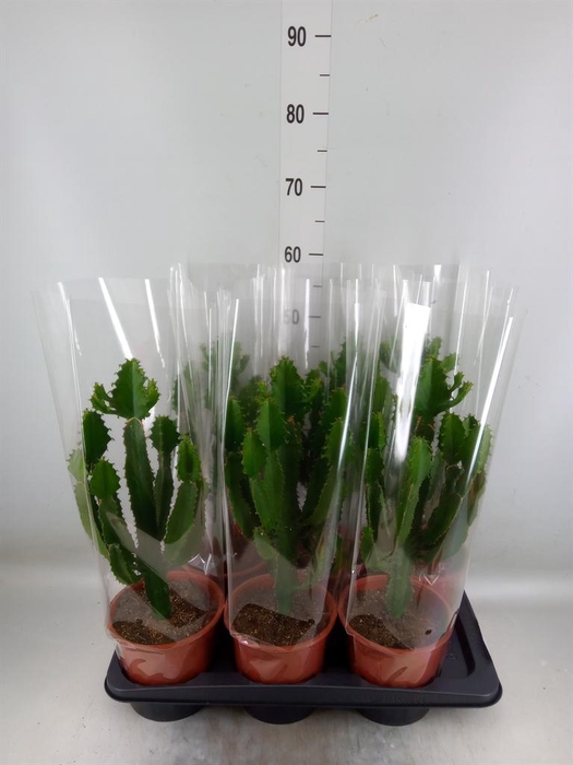 <h4>Euphorbia candelabrum</h4>