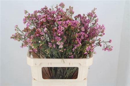 <h4>Chame Adi 80cm</h4>