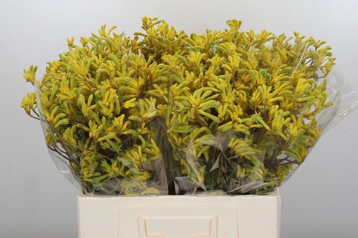 <h4>Anigozanthos Bush Down</h4>