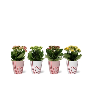 Kalanchoë 4 color mix in Sweet smartcup