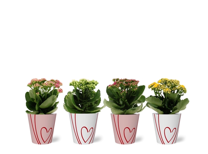 <h4>Kalanchoë 4 color mix in Sweet smartcup</h4>