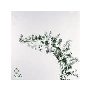 Leaf asparagus sprengeri