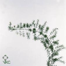 <h4>Leaf asparagus sprengeri</h4>