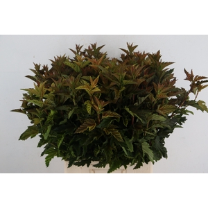 PHYSOCARPUSBLAD BONT 060CM