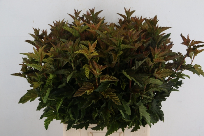 <h4>PHYSOCARPUSBLAD BONT 060CM</h4>