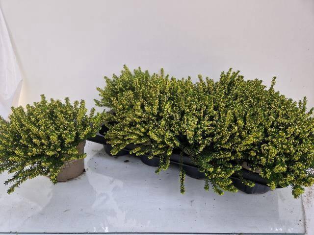 <h4>Eric Da Darley Dale</h4>