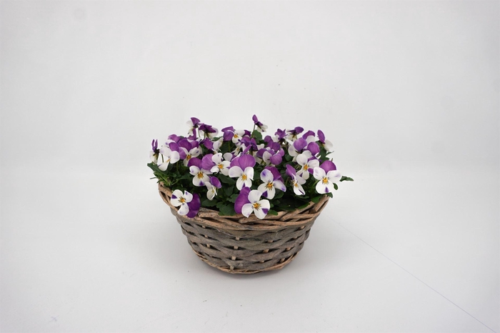 <h4>Viola corn.   ...</h4>