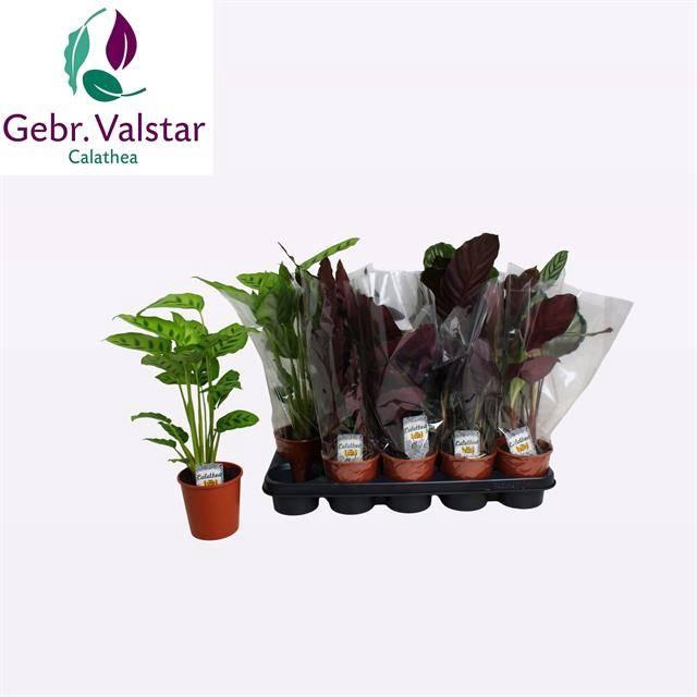 <h4>CALAT GEM 4 SRT</h4>