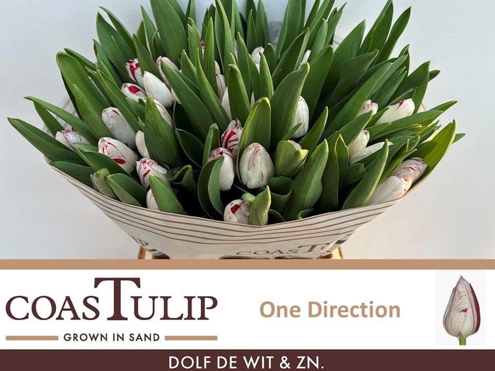 <h4>TU EN ONE DIRECTION</h4>