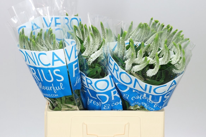 <h4>Veronica Smart Luna White X 25</h4>
