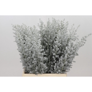 Kochia (Maireana Sedifolia)