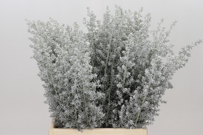 <h4>Kochia (Maireana Sedifolia)</h4>