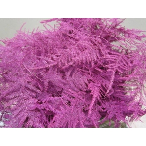 Asp Extra Veer Cerise