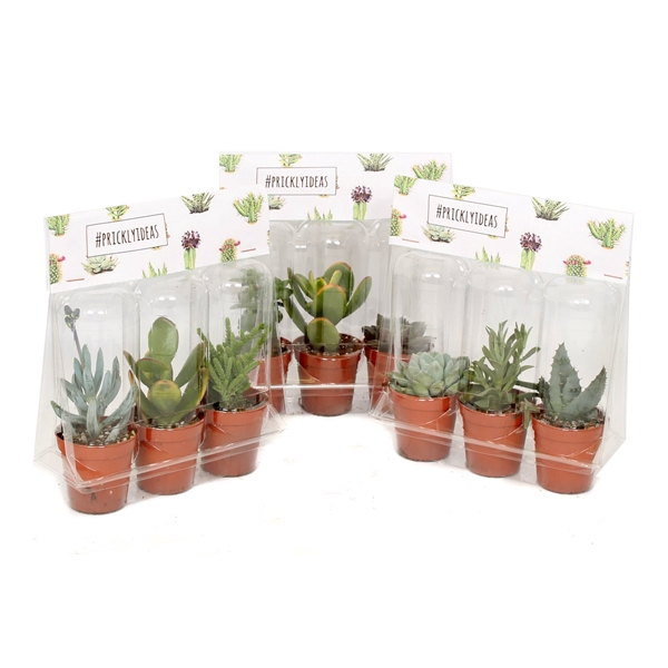 <h4>3er blister succulent pricky</h4>