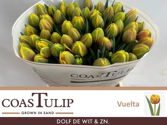 <h4>TU DU VUELTA</h4>