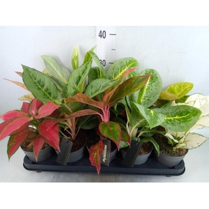 Aglaonema   ...
