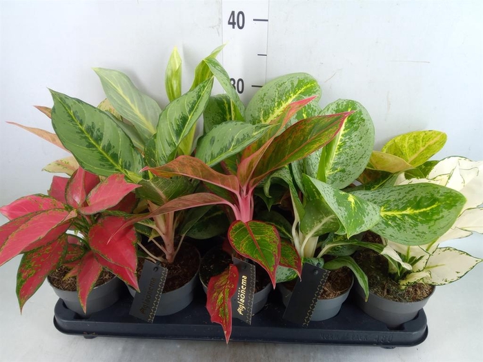 <h4>Aglaonema ...</h4>