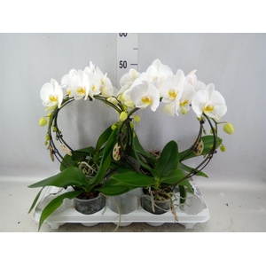 Phalaenopsis   ...