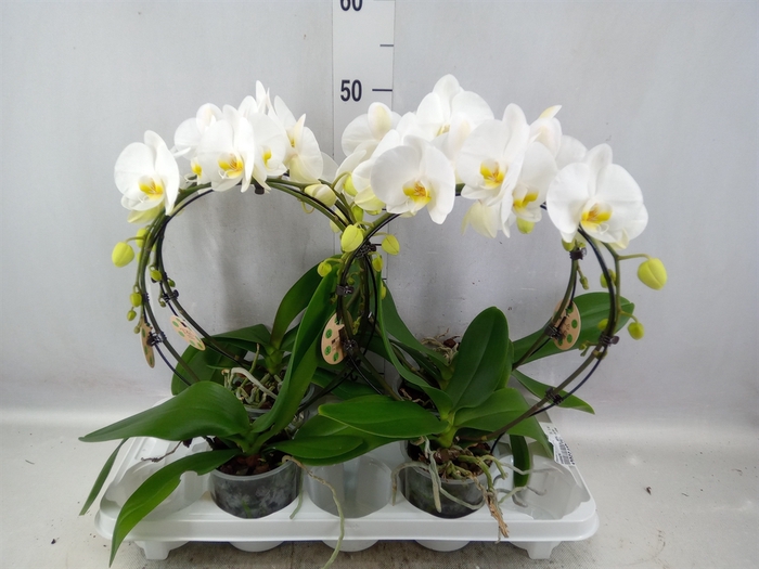 Phalaenopsis   ...