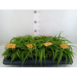 Chlorophytum com. 'Bonnie'