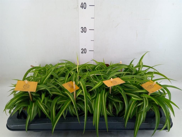 <h4>Chlorophytum com. 'Bonnie'</h4>