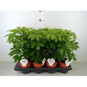 Schefflera arbor. 'Nora'