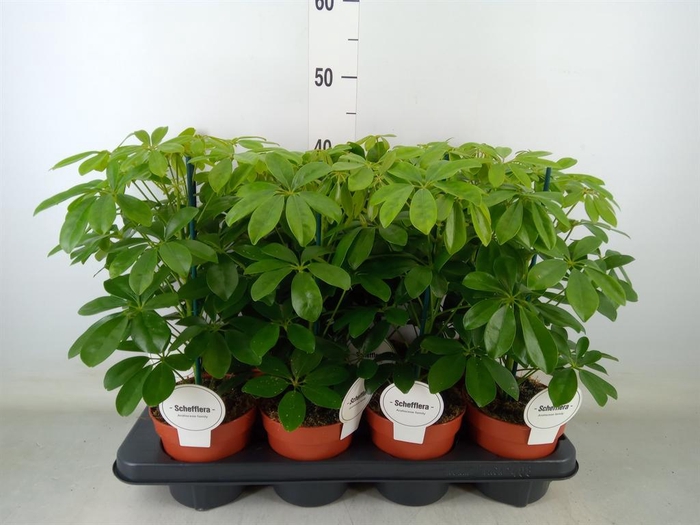 <h4>Schefflera arbor. 'Nora'</h4>