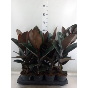 Ficus elastica 'Abidjan'