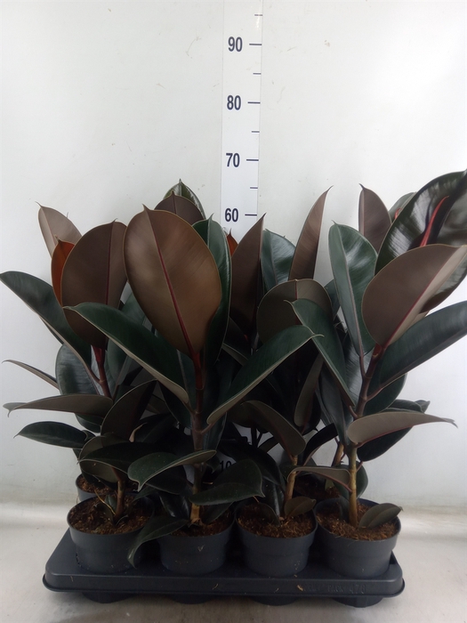 <h4>Ficus elastica 'Abidjan'</h4>