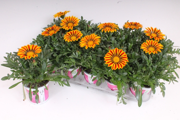 <h4>Gazania Rigens Yellow Flame</h4>