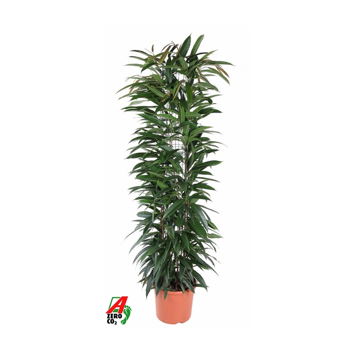 <h4>Ficus Alii King zuil P29 (NO GAP)</h4>