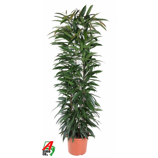 <h4>Ficus Alii King zuil P29 (NO GAP)</h4>