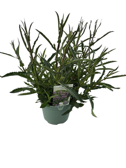 <h4>Verbena bonariensis</h4>