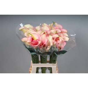 Calla Auckland Kallaland