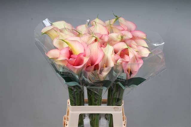 <h4>Calla Auckland Kallaland</h4>