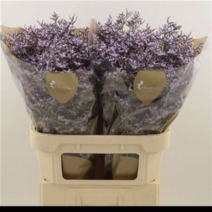 Lim Safora Lilac