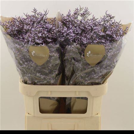 <h4>Lim Safora Lilac</h4>
