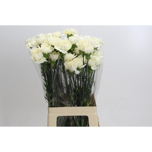 Dianthus St Rodas Creme