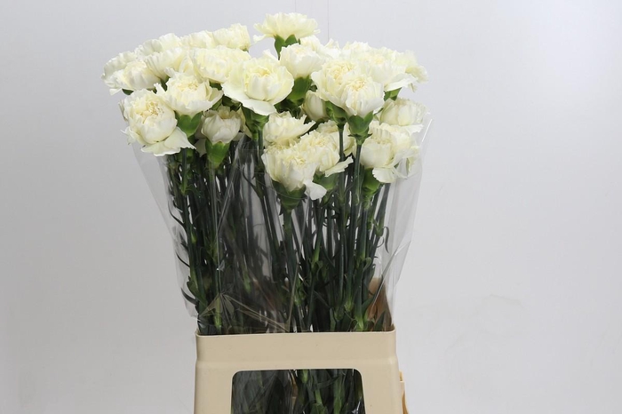 <h4>Dianthus St Rodas Creme</h4>