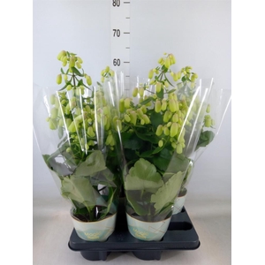 Kalanchoe  'Magic Bell'