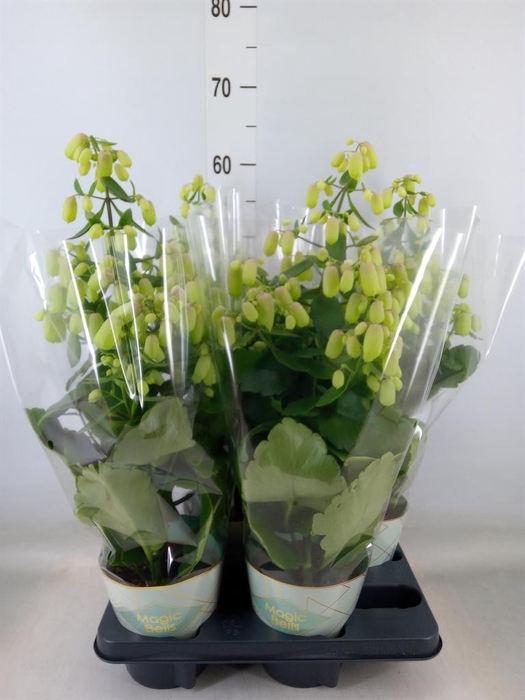 <h4>Kalanchoe  'Magic Bell'</h4>