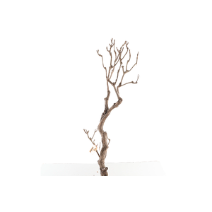 Syringa Branch Extra Hansoul