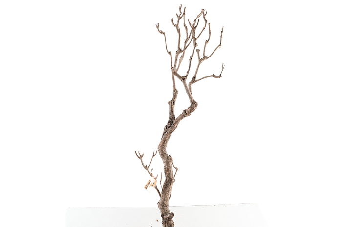 <h4>Syringa Branch Extra Hansoul</h4>